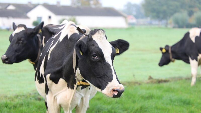 Produtor do Sul do ES usa rádio para acalmar vacas e melhorar o leite