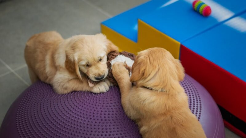Hotel e creche para cães amplia estrutura em Cachoeiro