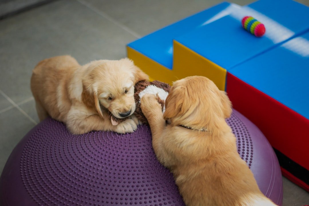 Hotel e creche para cães inova em Cachoeiro